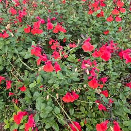 Salvia ornamentale 