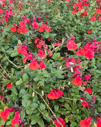Salvia ornamentale 