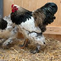 Galline- Fagiani- pavoni ornamentali