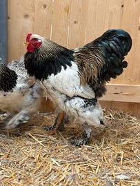 Galline- Fagiani- pavoni ornamentali