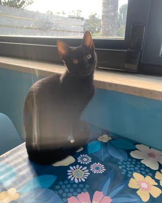 Gattina nera 3 mesi