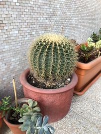 Echinocactus - cuscino della suocera