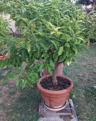 Piante di Limone