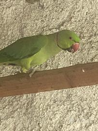 Coppia parrochetti dal collare adulti