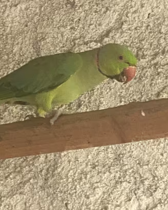 Coppia parrochetti dal collare adulti