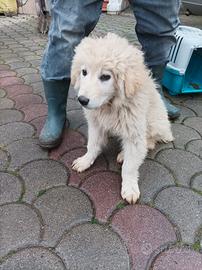 Cuccioli di maremmano