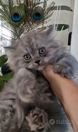 Gattino persiano maschio cucciolo