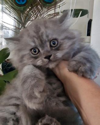 Gattino persiano maschio cucciolo