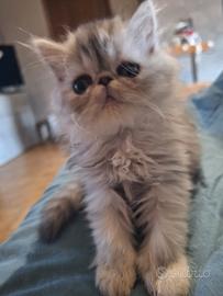 Persiana Tabby con test genetico pkd