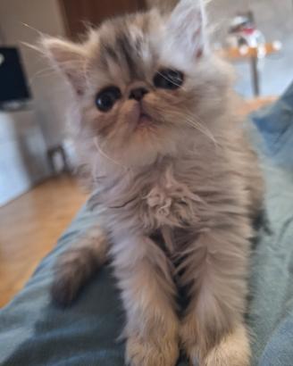 Persiana Tabby con test genetico pkd