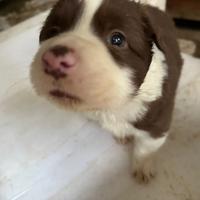 Cucciolo di border collie?