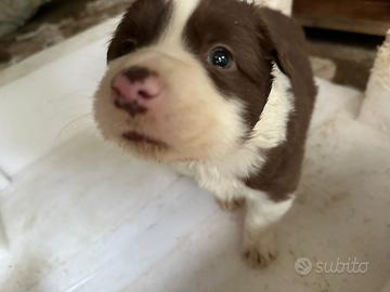 Cucciolo di border collie?