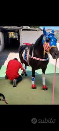 Pony gravida