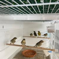 Canarini da Canto Harzer Roller