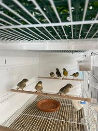 Canarini da Canto Harzer Roller