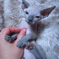 Sphynx cuccioli trasporto in tutta italia