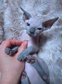 Sphynx cuccioli trasporto in tutta italia