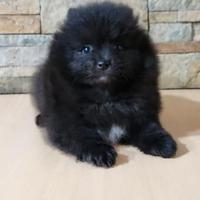 Spitz di Pomerania Toy femminuccia 4 mesi