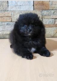 Spitz di Pomerania Toy femminuccia 4 mesi