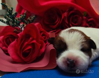 Jack Russell terrier
