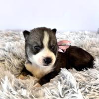 Husky pedigree Enci