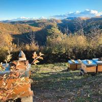 Vendita nuclei api ligustiche certificate bio