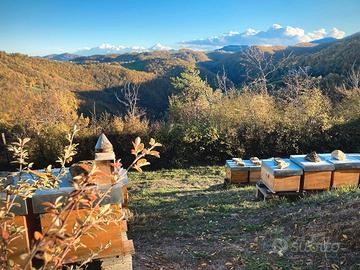 Vendita nuclei api ligustiche certificate bio