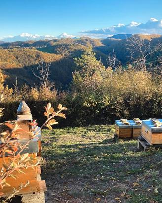 Vendita nuclei api ligustiche certificate bio