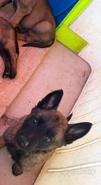 Malinois