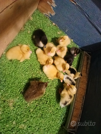 Anatroccoli di anatre pechine