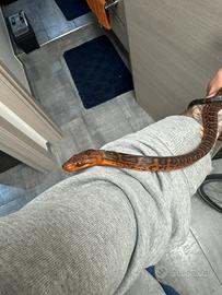 Chilabothrus Striatus