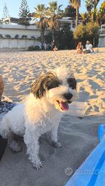 Femmina maltese o bichon havanese