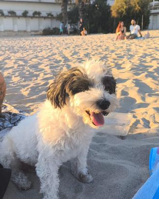 Femmina maltese o bichon havanese