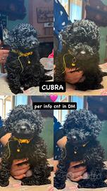 Cuccioli di barboncini
