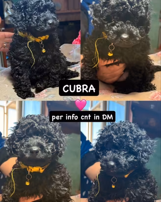 Cuccioli di barboncini