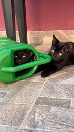 Gattini in adozione