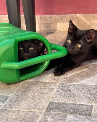 Gattini in adozione