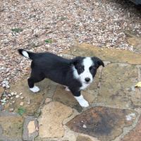 Border collie