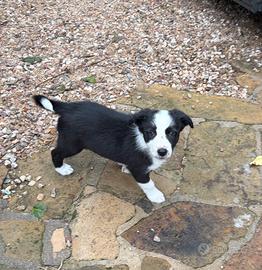 Border collie