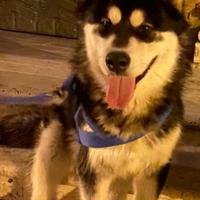 Alaskan Malamute 5 anni