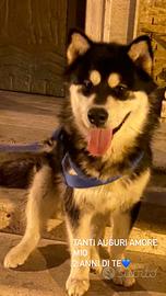 Alaskan Malamute 5 anni