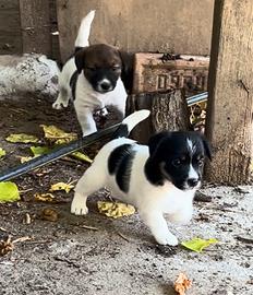 Jack Russell Terrier