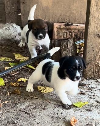 Jack Russell Terrier