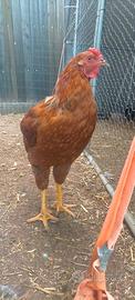 Gallo Allevato a Mano molto particolare esteticame