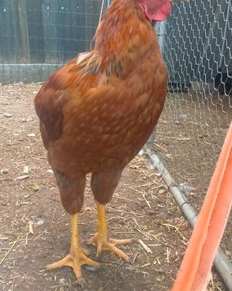 Gallo Allevato a Mano molto particolare esteticame