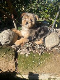 Femmine di Yorkshire merle