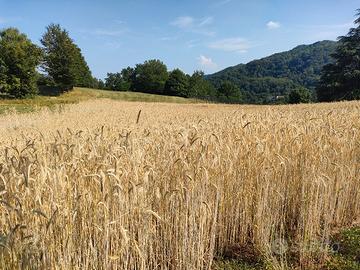 farina di segale per panificazione 