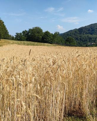 farina di segale per panificazione 