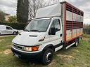 iveco-daily-patente-c-trasporto-bestiame-cavalli-a