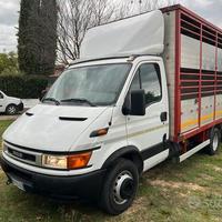 Iveco daily patente C trasporto bestiame cavalli a